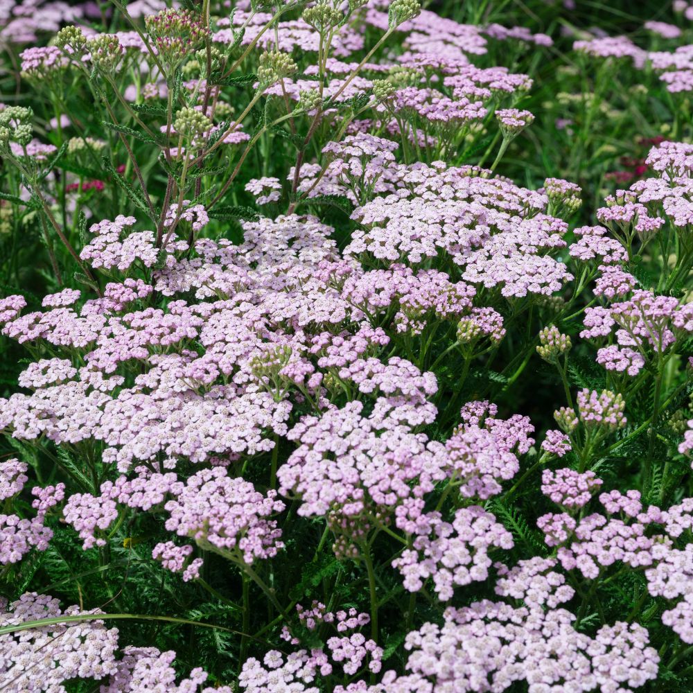 Achillea millefolium 'Lilac Beauty' (duizendblad)
