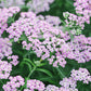 Achillea millefolium 'Lilac Beauty' (duizendblad)