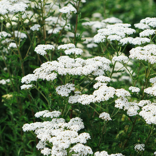 Achillea millefolium 'Schneetaler' (duizendblad)