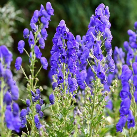 Aconitum carmichaelii 'Arendsii' (monnikskap) BIO