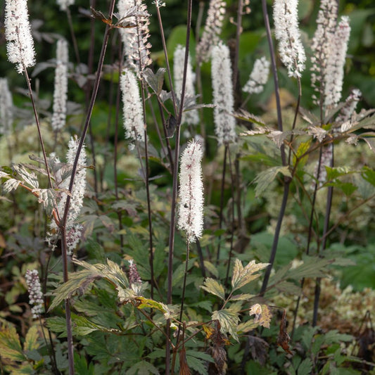 Actaea simplex 'Brunette' (zilverkaars)