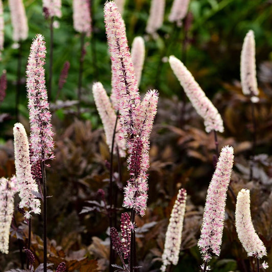 Actaea simplex 'Chocoholic' (zilverkaars)