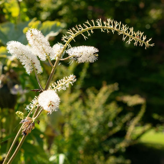 Actaea simplex 'White Pearl' (zilverkaars) BIO