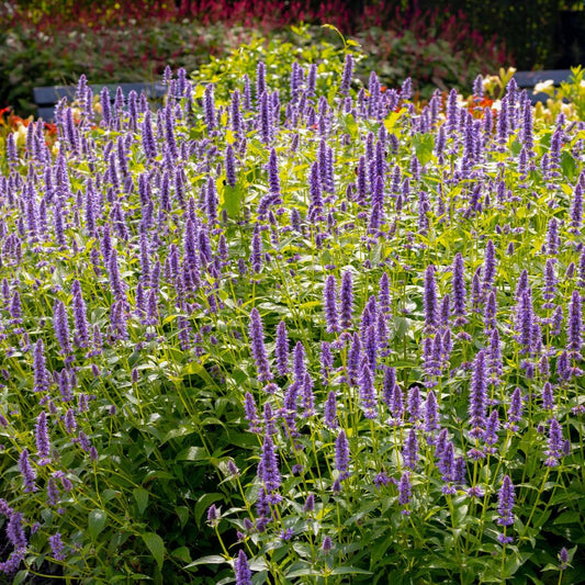 Agastache 'Blackadder' (dropplant)