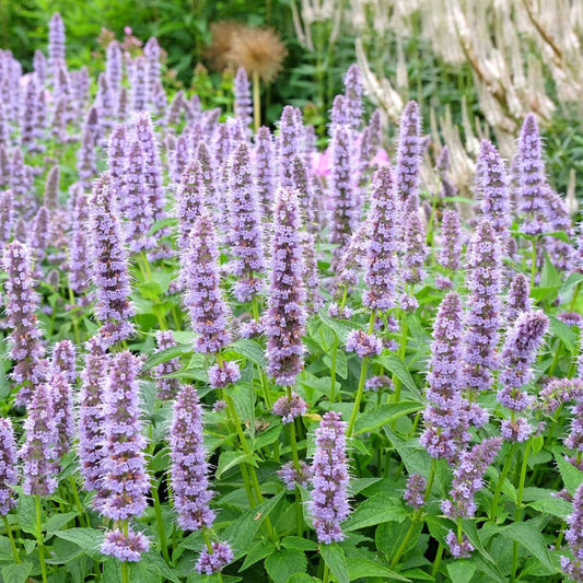 Agastache 'Blue Fortune' (dropplant) BIO