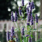 Agastache foeniculum (dropplant)