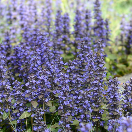 Ajuga reptans (kruipend zenegroen) BIO