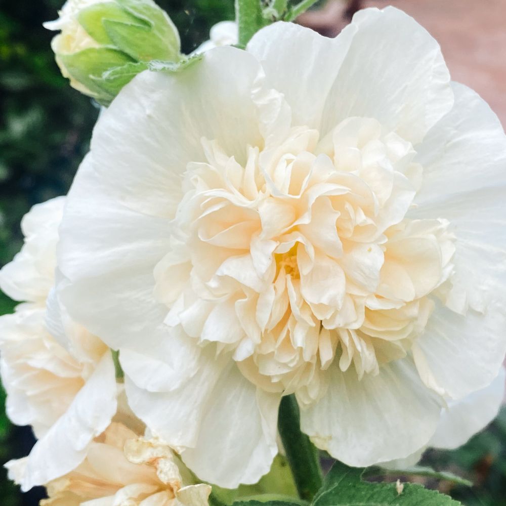 Alcea rosea ‘Majorette Champagne’ (stokroos)