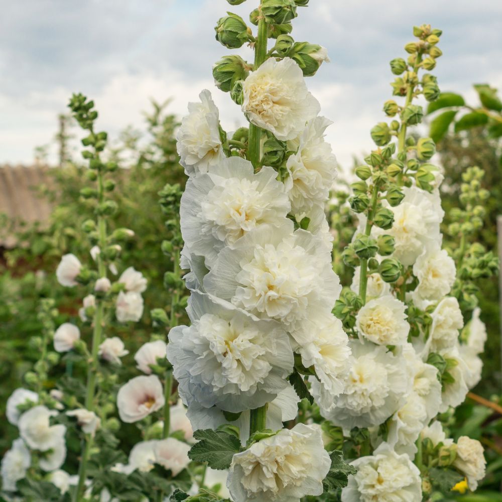 Alcea rosea ‘Majorette White’ (stokroos)