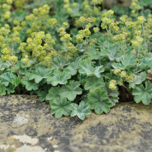 Alchemilla erythropoda (roodsteelvrouwenmantel)