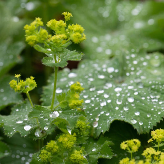 Alchemilla mollis (vrouwenmantel)