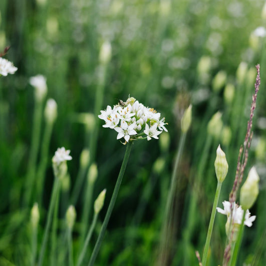Allium tuberosum (knoflookbieslook)