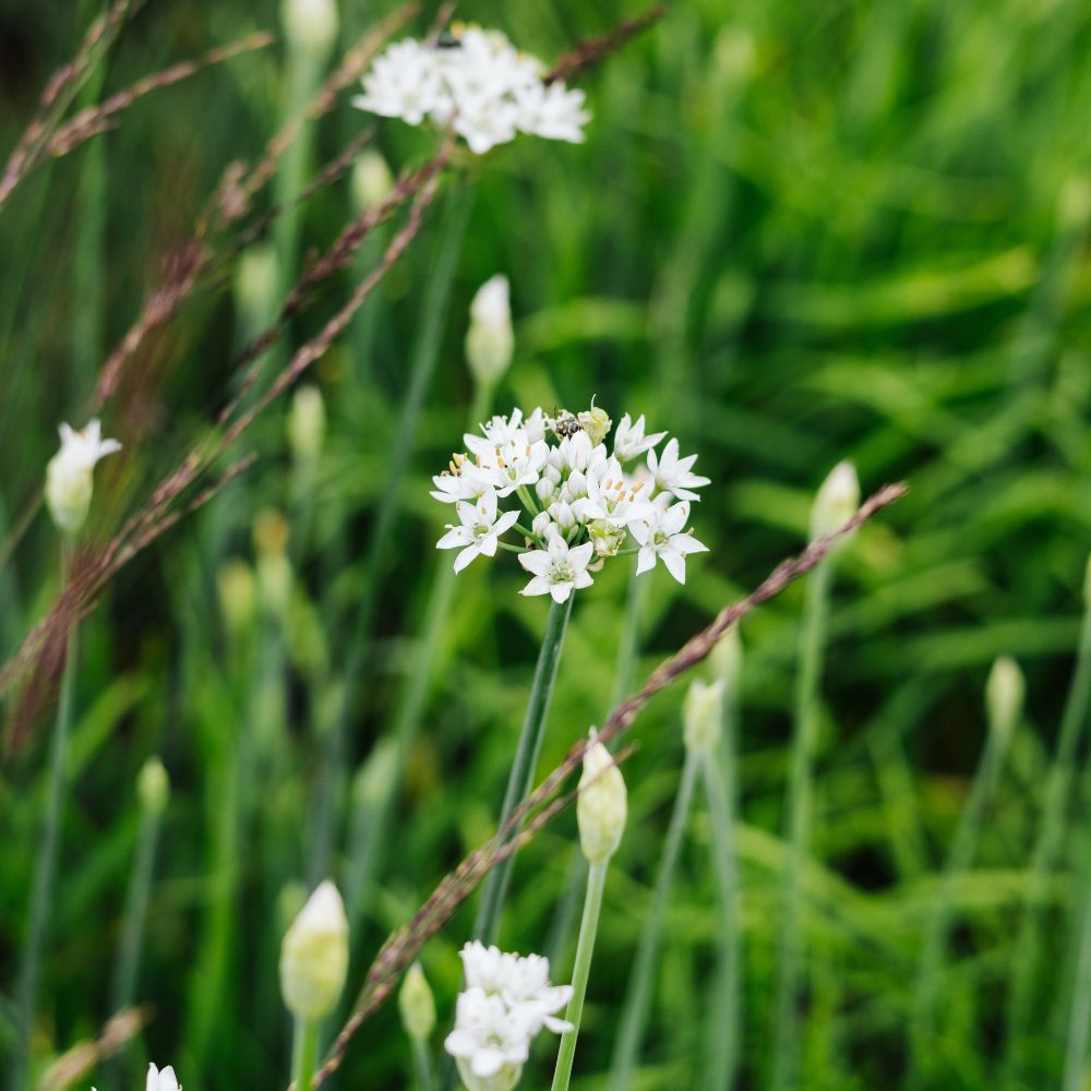 Allium tuberosum (knoflookbieslook)
