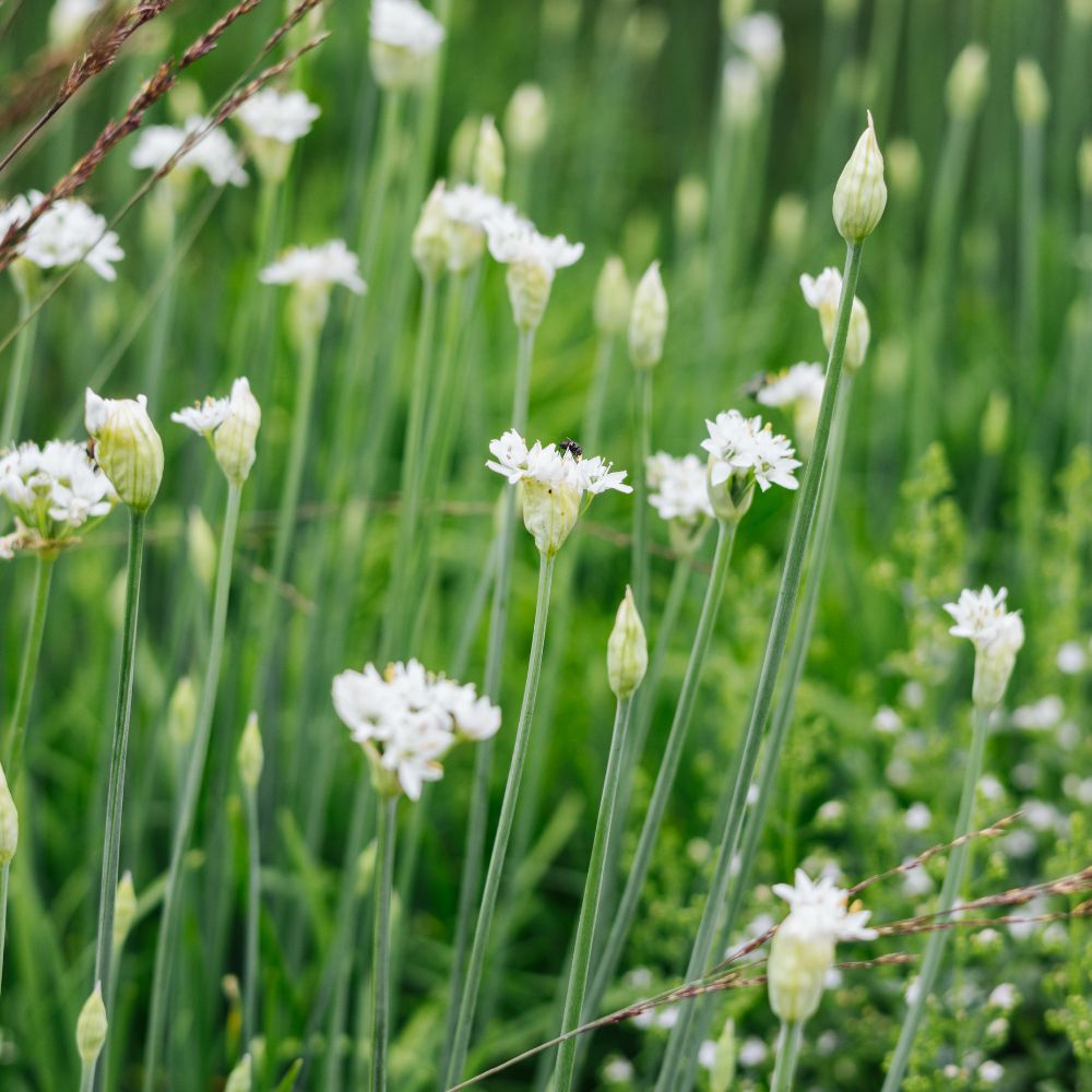 Allium tuberosum (knoflookbieslook)