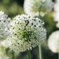 Allium 'Mount Everest' (5 stuks) BIO