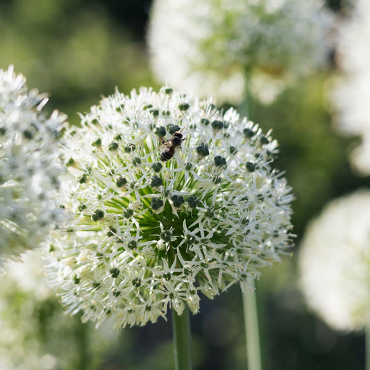 Allium 'Mount Everest' (5 stuks) BIO