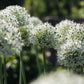 Bollenbundel Judith's favorieten