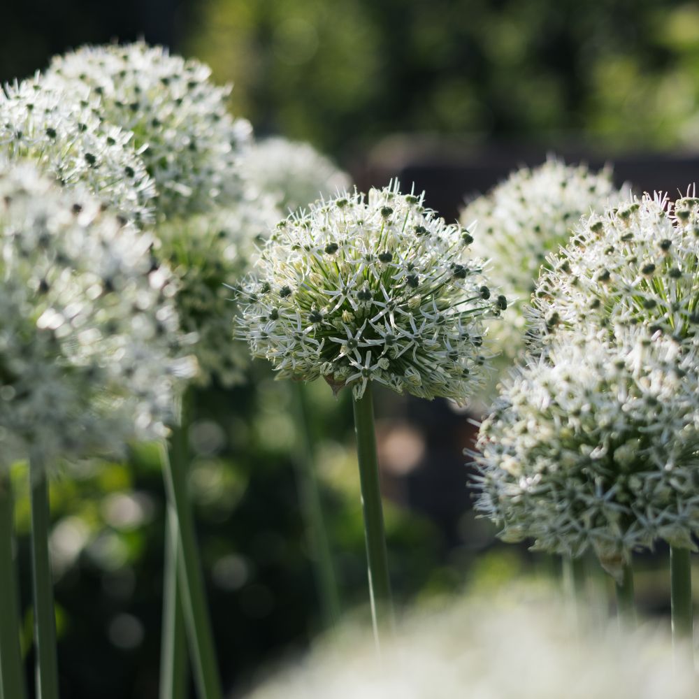 Bollenbundel Judith's favorieten