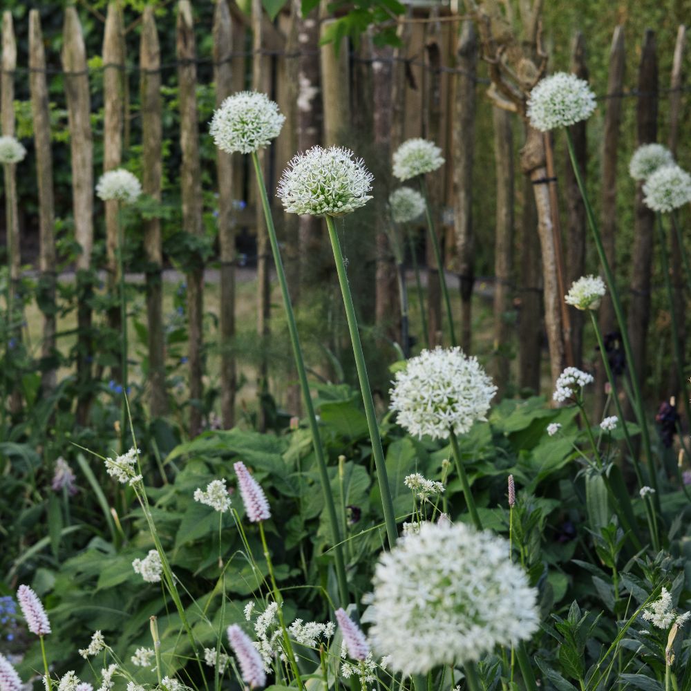 Allium 'Mount Everest' (5 stuks) BIO