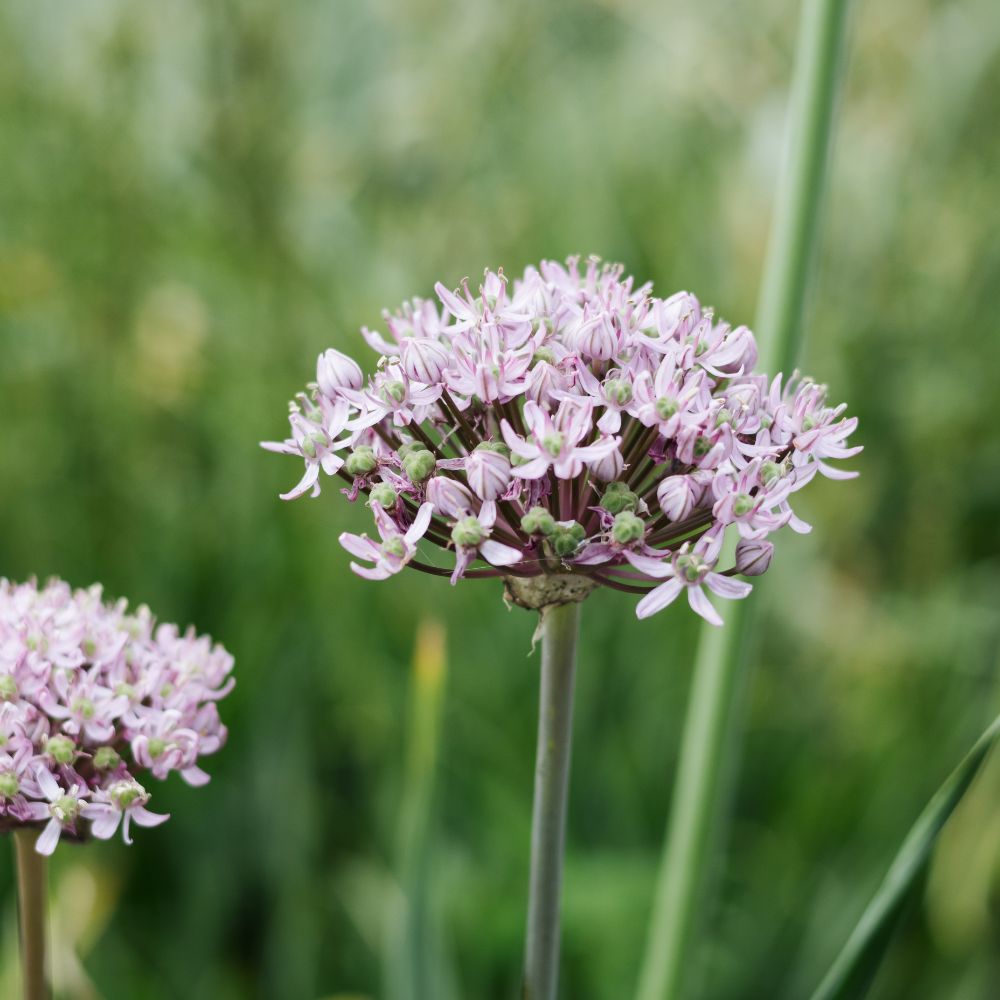 Allium 'Pink Jewel' (5 stuks)