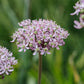Allium 'Pink Jewel' (5 stuks)