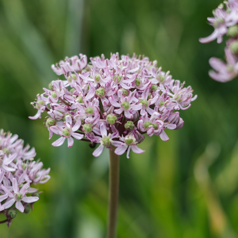 Allium 'Pink Jewel' (5 stuks)
