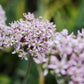 Allium 'Pink Jewel' (5 stuks)