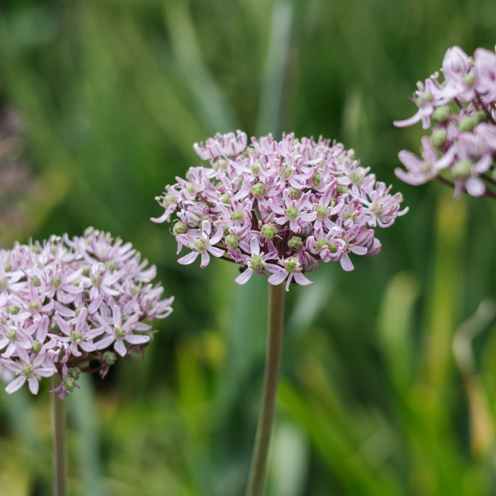 Allium 'Pink Jewel' (5 stuks)