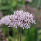 Allium 'Pink Jewel' (5 stuks)