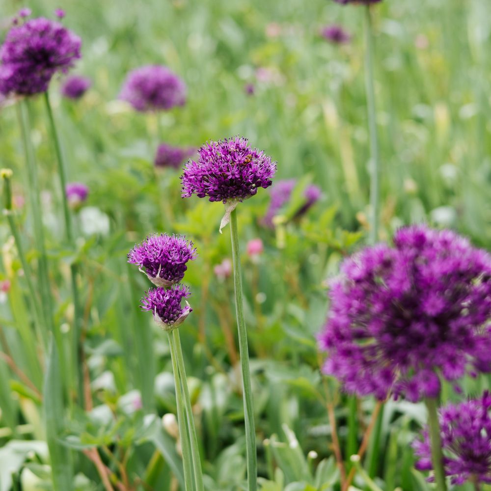 Allium 'Purple Sensation' (5 stuks) BIO