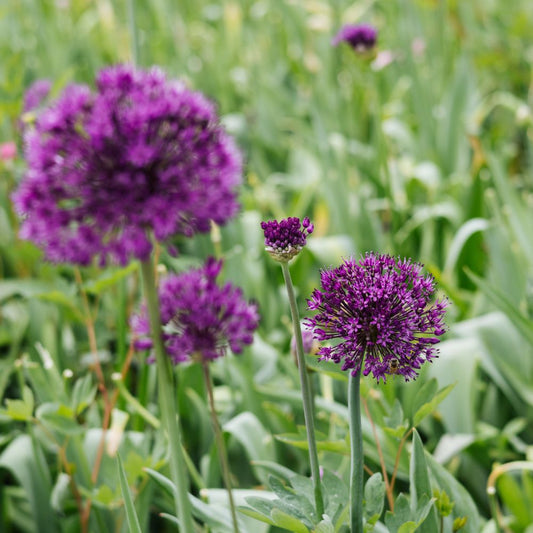 Allium 'Purple Sensation' (5 stuks) BIO