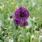 Allium 'Purple Sensation' (5 stuks) BIO