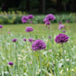 Allium 'Purple Sensation' (5 stuks) BIO