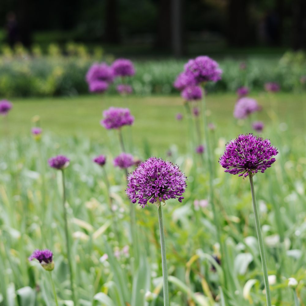 Allium 'Purple Sensation' (5 stuks) BIO