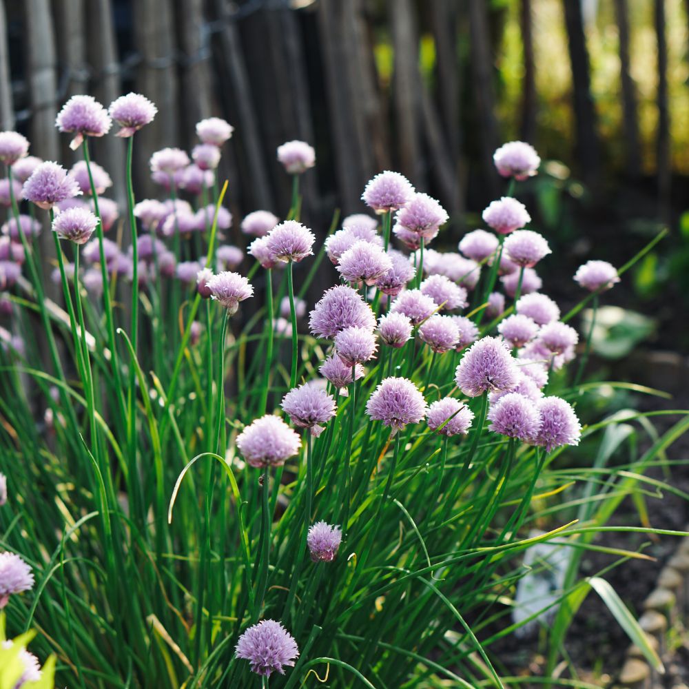 Bieslook (Allium schoenoprasum)