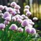 Bieslook (Allium schoenoprasum)