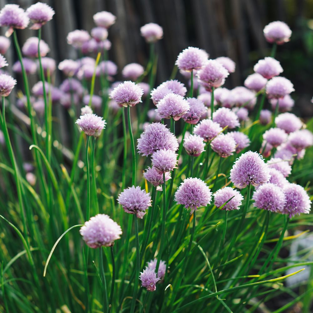 Bieslook (Allium schoenoprasum)