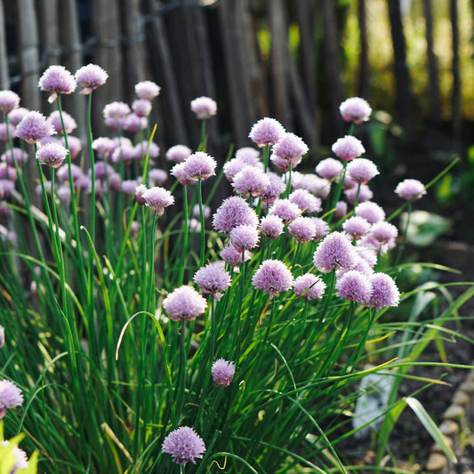 Allium schoenoprasum (bieslook) BIO