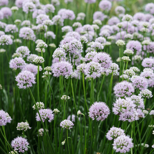 Allium senescens 'Summer Beauty' (sierui)