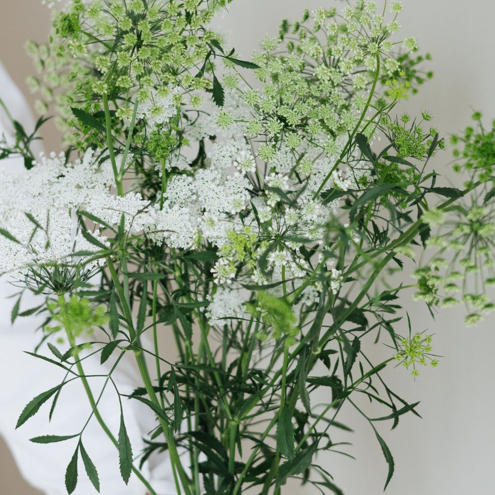 Ammi majus (grootakkerscherm)