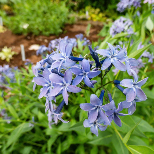 Amsonia 'Blue Ice' (blauwe ster)