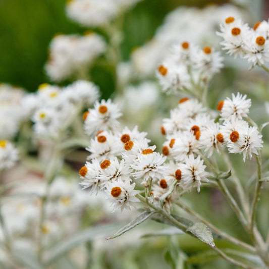 Anaphalis triplinervis (siberisch edelweiss)