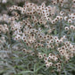 Anaphalis triplinervis (siberisch edelweiss)