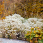 Anaphalis triplinervis (siberisch edelweiss)