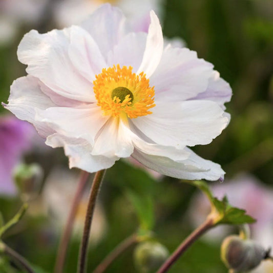 Anemone 'Dreaming Swan' (herfstanemoon)