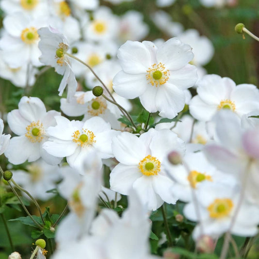 Anemone 'Honorine Jobert' (herfstanemoon)