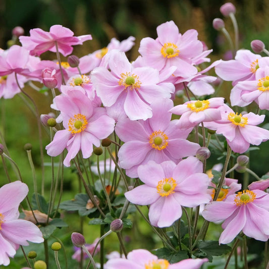 Anemone hybrida 'Königin Charlotte' (herfstanemoon)
