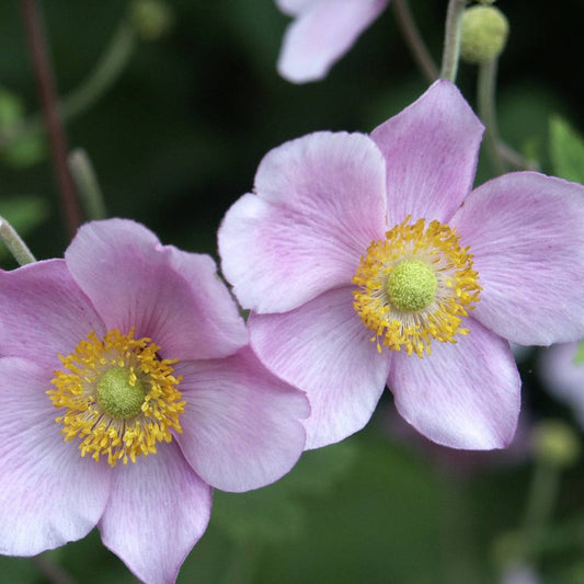 Anemone hupehensis 'September Charm' (herfstanemoon)