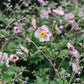 Anemone hupehensis 'September Charm' (herfstanemoon) BIO