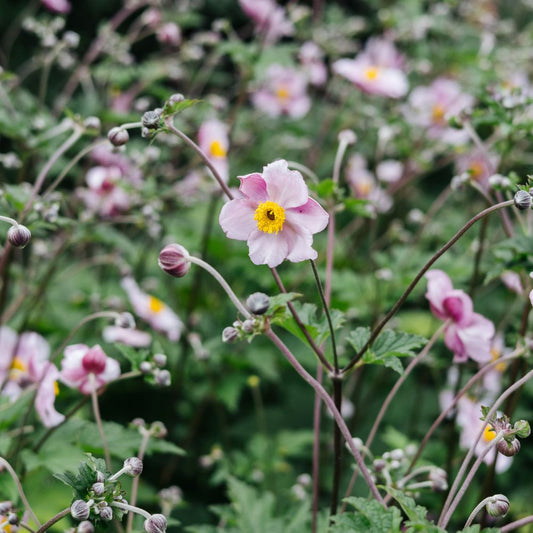 Anemone hupehensis 'September Charm' (herfstanemoon) BIO